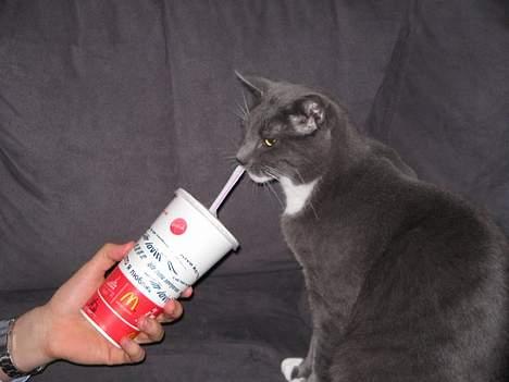 Huskat Bossy - I´m loving it.... billede 10