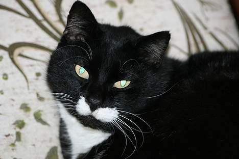 Blanding af racer Sylle *RIP* billede 3