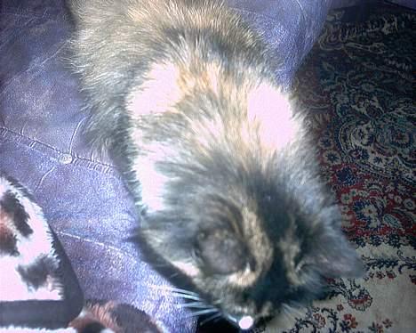 Norsk Skovkat Ronja *død* - nu kan man rigtig se min pels.... men ikk mig hehe jeg gemmer mig billede 5