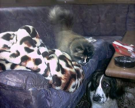 Norsk Skovkat Ronja *død* - hej lille hund, dig er jeg ikke bange for billede 6