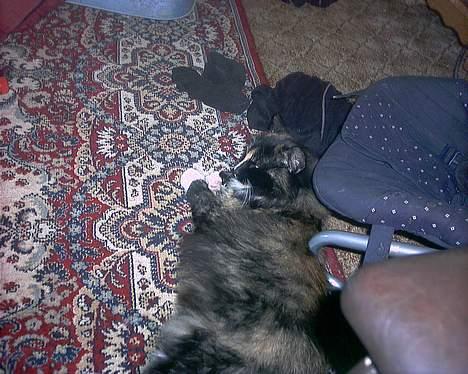 Norsk Skovkat Ronja *død* - aahhh.... livet er og bliver bare skønt billede 7