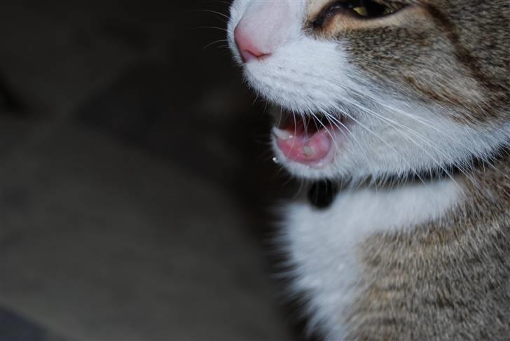 Huskat Missy  - Godt taget billede 1