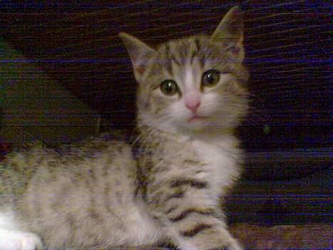 Huskat Missy  - Her er hun ikke så gammel billede 2