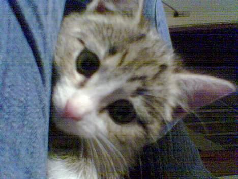 Huskat Missy  billede 3