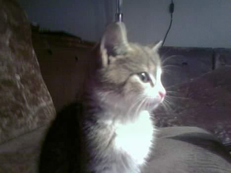 Huskat Missy  billede 4