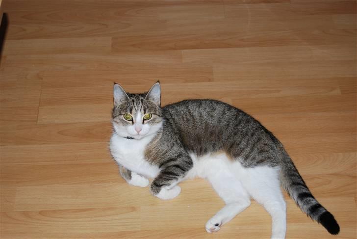 Huskat Missy  billede 5