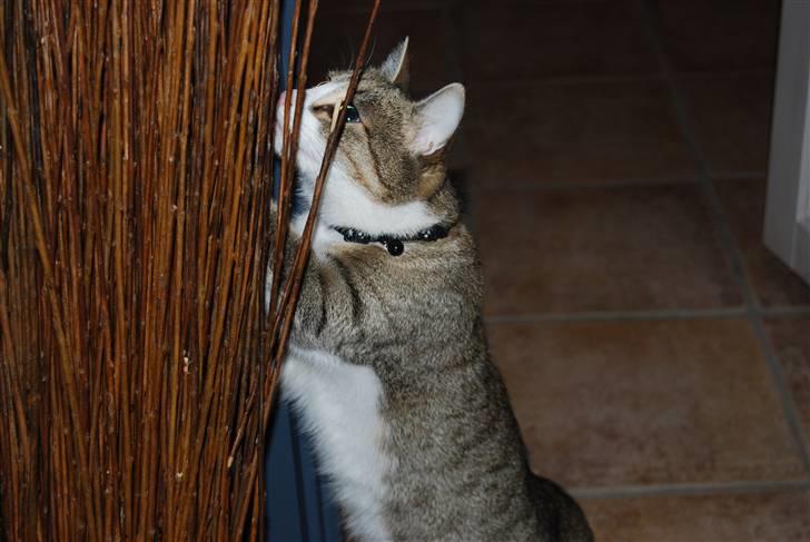 Huskat Missy  - Kuk kuk billede 6