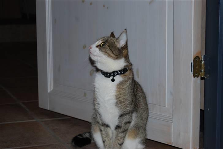 Huskat Missy  - Bøh billede 7