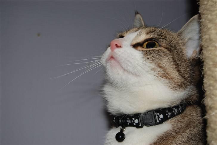 Huskat Missy  billede 8