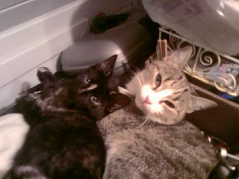 Huskat Missy  - Her ligger hun sammen med vores anden kat baby billede 9