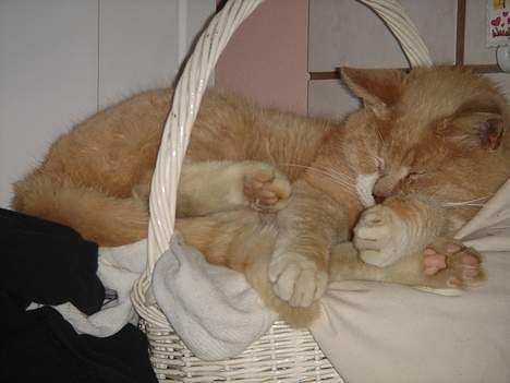 Huskat Sibastian *DØD* billede 9