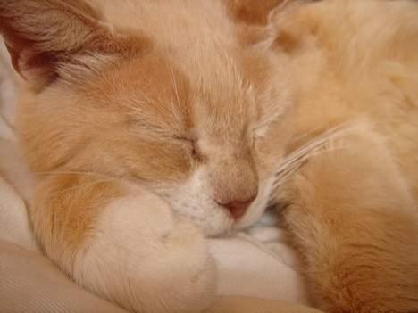 Huskat Sibastian *DØD* billede 10