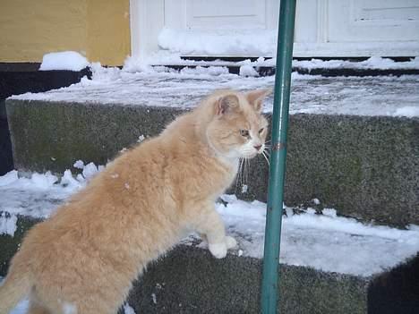 Huskat Sibastian *DØD* billede 11