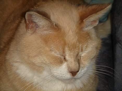 Huskat Sibastian *DØD* billede 12