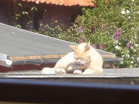 Huskat Sibastian *DØD* billede 13