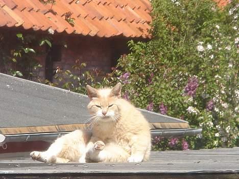 Huskat Sibastian *DØD* billede 14