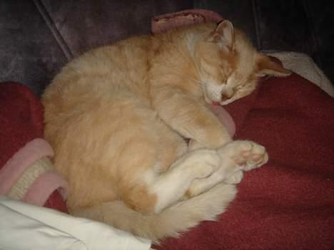 Huskat Sibastian *DØD* billede 15