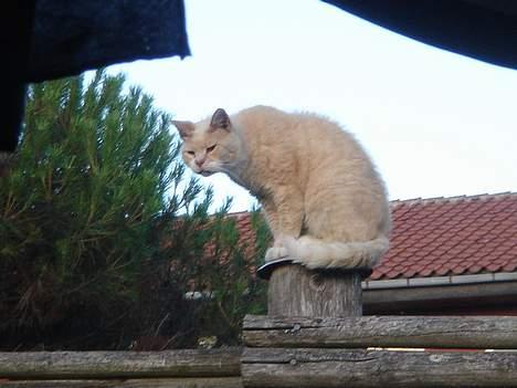 Huskat Sibastian *DØD* billede 16