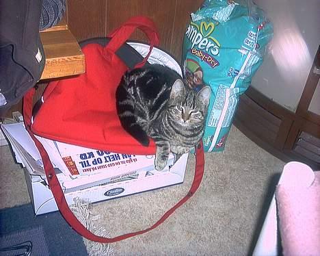 Blanding af racer bette mis *død* - 3 mdr billede 4