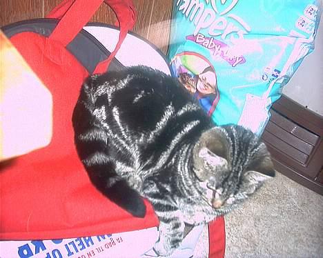 Blanding af racer bette mis *død* - 3 mdr billede 5