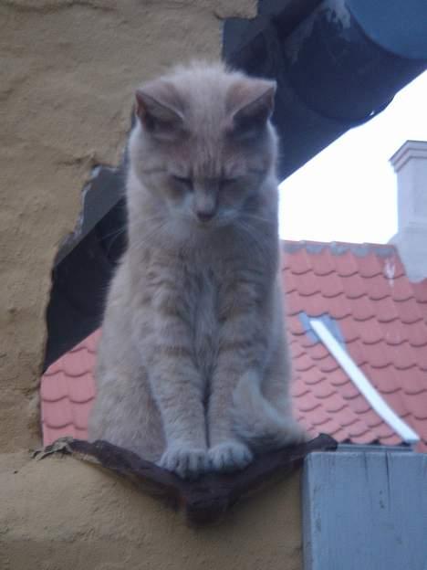 Huskat Sibastian *DØD* billede 17