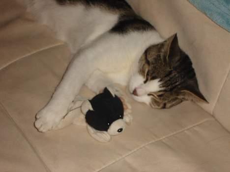 Blanding af racer » .  • Rosa - » .  • Det så det nyeste billed af min £lskede Misser ´ Kommer flere Nye .  billede 10