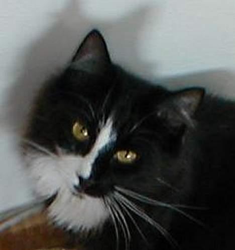 Norsk Skovkat Tantus KitKat Død den 11-10-2011 - KitKat billede 3