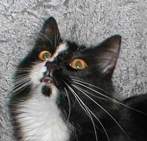 Norsk Skovkat Tantus KitKat Død den 11-10-2011 - KItKat ses efter solen billede 4