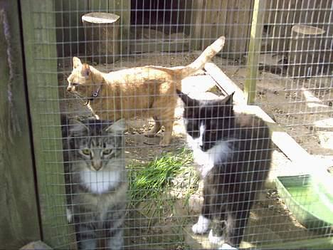 Norsk Skovkat Tantus KitKat Død den 11-10-2011 - KitKat og Merci ,Røde i kattegåden billede 5