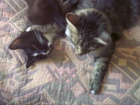 Norsk Skovkat Tantus KitKat Død den 11-10-2011 - KitKat og merci hygge sig på sengen billede 6