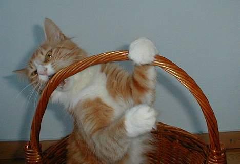 Norsk Skovkat Kajensas Miss Mille - Mille elsker at lege i kurve billede 5