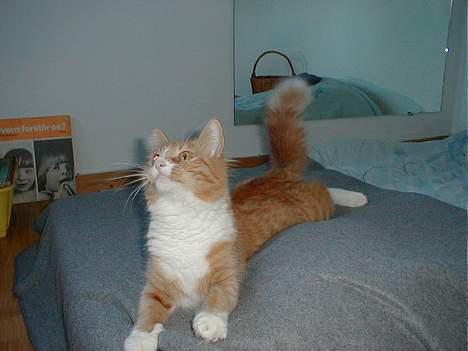 Norsk Skovkat Kajensas Miss Mille billede 6