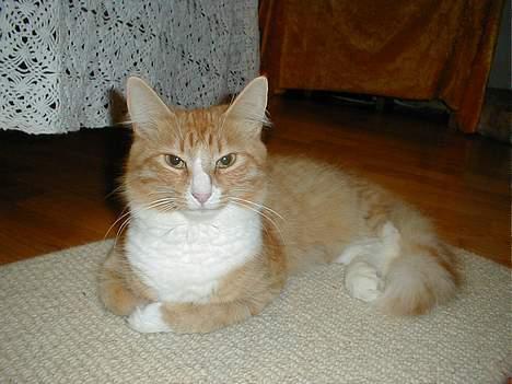 Norsk Skovkat Kajensas Miss Mille - Mille billede 7