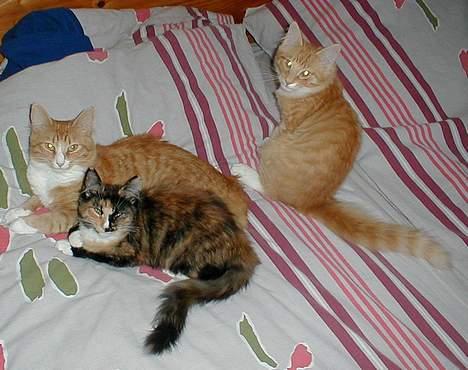 Norsk Skovkat Kajensas Miss Mille - Mille med to af hendes killinger, Kenzo (den røde) og Touch Of Pink billede 8