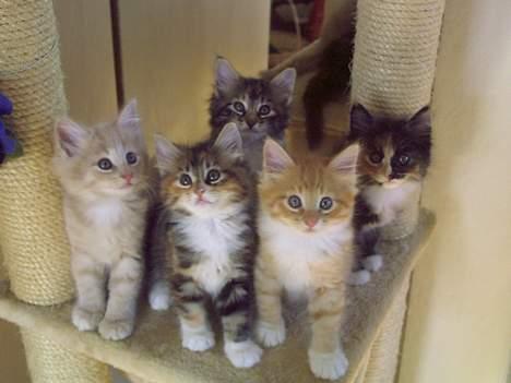 Norsk Skovkat Kajensas Miss Mille - Mille´s første kuld killinger, født den 23/7-06 billede 9