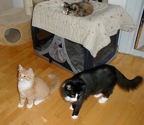 Norsk Skovkat Tantus KitKat Død den 11-10-2011 - Kikat og kenzo er ca 13 uger og  Touch Of Pink billede 7