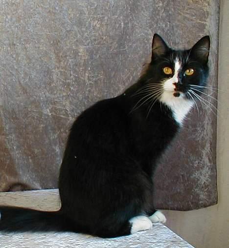 Norsk Skovkat Tantus KitKat Død den 11-10-2011 - Kitkat billede 8