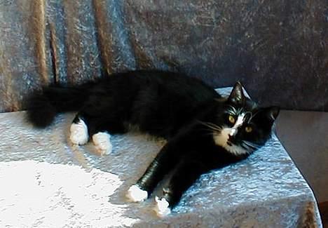 Norsk Skovkat Tantus KitKat Død den 11-10-2011 - KitKat vil være midt punk billede 9