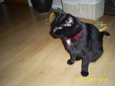 Huskat pjuske - Pjuske må ikke være irum vi spise i!! billede 2