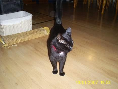 Huskat pjuske - Pjuske eksler også bare og gå rundt billede 3