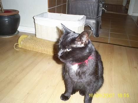 Huskat pjuske - Sidder og spekulere på om jeg ska` gå ud og tage noget mad eller om familien ska` have noget lækkert til aften...!!!  billede 4