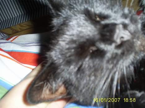 Huskat pjuske - LAD MIG VÆRE JEG SOVER.... Snork...!!! billede 5