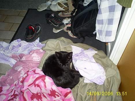 Huskat pjuske - Det er godt med en lur i dag når det regner!!!!!!!!............. billede 7