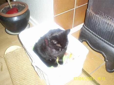 Huskat pjuske - Pjske kan godt lide og sove der hvor der er noget vamt billede 8