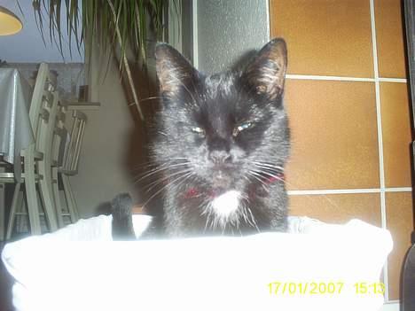 Huskat pjuske - Solen skinner det er det beste pjuske ved billede 10