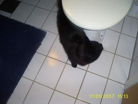 Huskat pjuske - Pjuske er over alt i hust billede 11