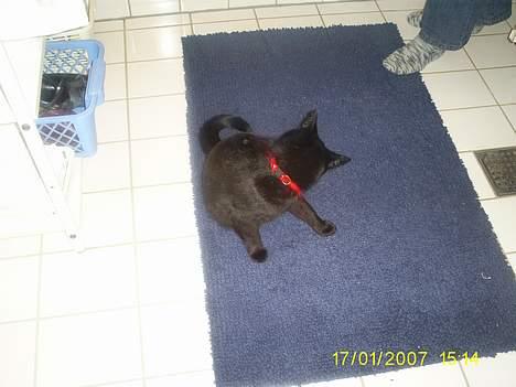 Huskat pjuske - Pjuske kan sove over alt billede 12