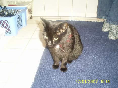 Huskat pjuske - Pjuske sove meget billede 13