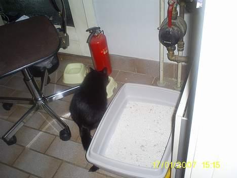 Huskat pjuske - Pjuske har mad i en gang og alt det dar skal til billede 14