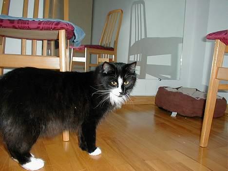 Norsk Skovkat Tantus KitKat Død den 11-10-2011 - KitKat hvor blev lyset af.... billede 10